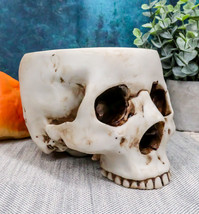 Halloween Skeleton Half Skull Bowl Treat Holder Figurine Homosapien Skull Statue - £20.77 GBP