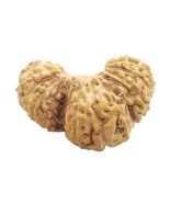 Super Collector Trijuti Rudraksha - 23 mukhi - 19.57 mm - Java - IGL Cer... - $2,458.50