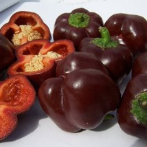 Mini Chocolate Sweet Bell Pepper Vegetable Seeds Bell Fresh Gardening - $14.34