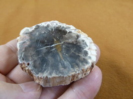 R805-30) genuine fossil Petrified Wood slice specimen Madagascar organic... - $14.95