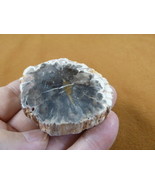 R805-30) genuine fossil Petrified Wood slice specimen Madagascar organic... - £11.16 GBP