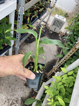 Mekong Giant Banana Plant - Musa Itinerans - Very Cold Hardy - $21.75