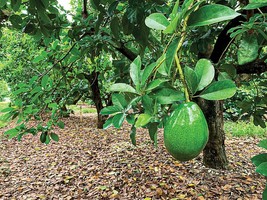 2 Florida Avocado Grafting - Persea americana - Organic - £19.46 GBP