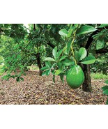 2 Florida Avocado Grafting - Persea americana - Organic - £22.23 GBP