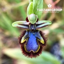 OPHRYS SPECULUM “BEE ‘MIRROR’ ORCHID” EUROPEAN TERRESTRIAL ORCHID TUBER - $27.00