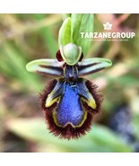 OPHRYS SPECULUM “BEE ‘MIRROR’ ORCHID” EUROPEAN TERRESTRIAL ORCHID TUBER - $37.89 CAD