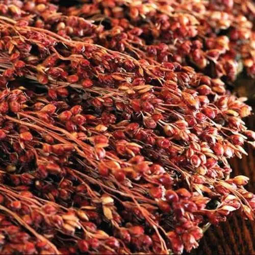 Red Head Broom Corn Seeds For Planting (50 Seeds) Grow Exotic Red Broom ... - $25.92