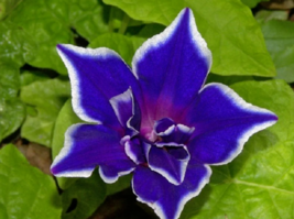 25 Seeds Blue Picotee Morning Glory Flowers Easy Planting Fast Shipping US - £7.23 GBP