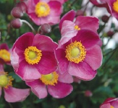40 Anemone Pink Perennial Flower Seeds Long Holding Flowers  SG - £11.72 GBP