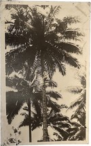 RPPC Giant Coconut Tree vintage postcard - £11.79 GBP