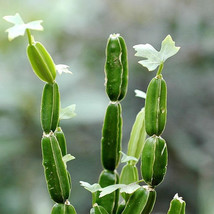 Live Plant Cissus Quadrangularis 2&quot; veldt grape winged treebine adamant ... - £14.07 GBP