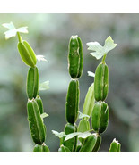 Live Plant Cissus Quadrangularis 2&quot; veldt grape winged treebine adamant ... - $17.90