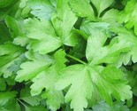 Dark Green Flat Leaf Italian Parsley Seeds 500 Herbs Cooking Fast Shipping - $8.99