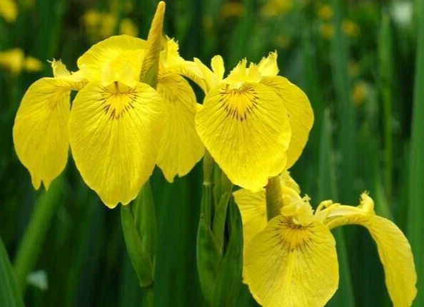 1 - RISING SUN Ensata Japanese Iris Rhizomes - Flowering Bare Root Peren... - $30.03