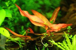 6 x Aquarium Plants Red Nymphaea Rubra Bulb 99% GROWTH RATES Live Aquarium - £47.18 GBP