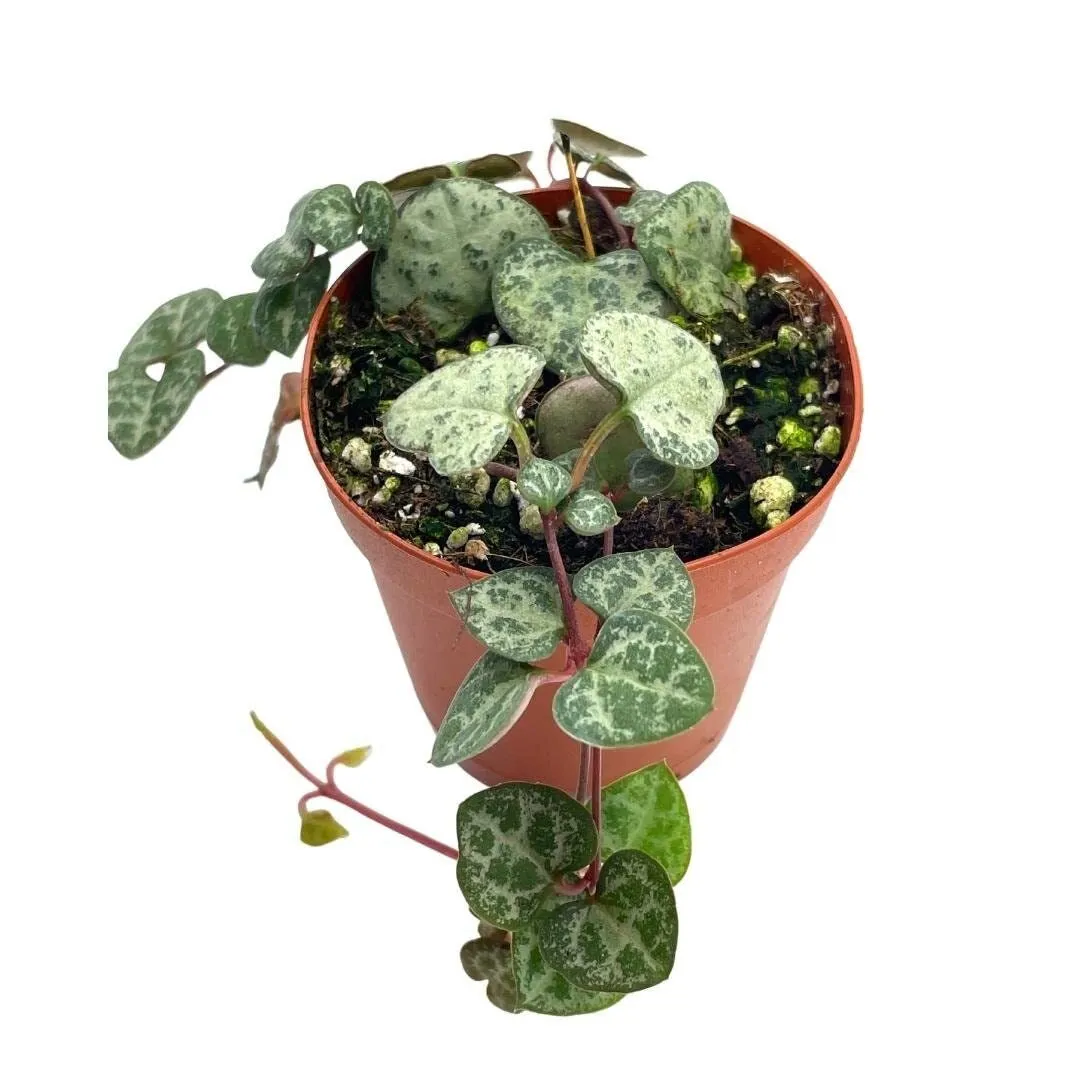 String of Hearts Ceropegia woodii 2 in Pot Super Cute Great Plant Gift C - £27.69 GBP