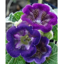 SGH 25 Seeds Purple Bell Gloxinia Flowers Plant Sinningia Speciosa USA Seller - £7.90 GBP