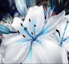 USA-Seller 50pcs Blue Lily Plant Seeds Potted Bonsai Lilium Flower Perfume Plant - £6.47 GBP