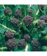 Broccoli Early Purple Sprouting - Brassica oleracea italica -50 seeds - $8.35 CAD