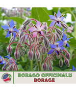 AD 50 Borage Seeds Culinary Butterfly Non Gmo Home Garden - $13.26