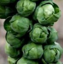 Brussels Sprouts 500++  Seeds (Long Island Improved) NON-GMO, USA  - £7.96 GBP