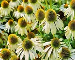 White Swan Coneflower Echinacea Culinary &amp; Herbs Hummingbird Fresh Garde... - $16.30