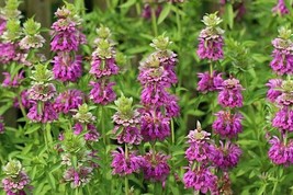 KKG 500 Lemon Mint Seeds Sale Fresh Garden - $7.89