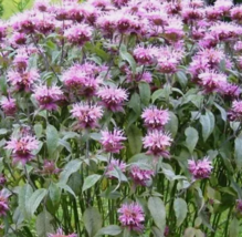 RAFH Bee Balm Wild Bergamot Perennial Beneficial Bees Hummingbirds 500 S... - $9.12