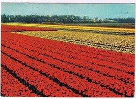 Holland Netherlands Postcard Flower Fields Red &amp; Yellow Blooms - £2.32 GBP