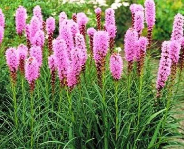 Gayfeather Blazing Star Flower Seeds Free Shipping 25 Seeds Fast Shipping - £6.28 GBP