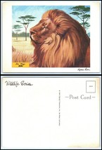 CALIFORNIA Jumbo / Giant Size Postcard - San Diego Zoo, African Lion  - £3.12 GBP