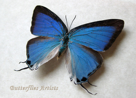 Blue Hairstreak Pseudolycaena Marsyas Real Butterfly Framed Entomology Shadowbox - £67.73 GBP