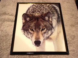 WOLF 8X10 FRAMED PICTURE #3 - £11.03 GBP