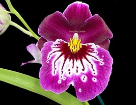 Miltoniopsis Hajime Ono ‘Standing Tall’ (4&quot; pot) - £22.88 GBP