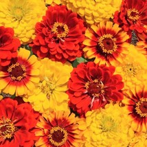 South Of The Border Mix Zinnia Seeds Sombrero Scarlet Red Canary Yellow Colors Z - £6.40 GBP