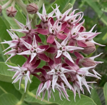 Easy To Grow Seed - 35 Seeds Showy Milkweed, Asclepias - £3.15 GBP