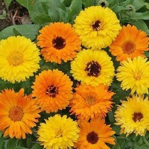 Calendula Pacific Beauty Mix Pot Marigold Heirloom Flowers Edible 100 Seeds - £7.80 GBP