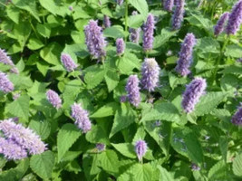Simple Pack 2.5g  seed Herb Anise hyssop - £9.85 GBP