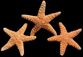 3 Sugar Starfish – 1-2&quot; Seashells for Coastal Home Decor &amp; Beach Crafts - $135.99 MXN