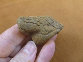 (PP463-71) 1-7/8&quot; Genuine Fossil Turtle Poop Coprolite Wa State Dung Weird Gift - £12.96 GBP