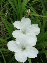 5 White Mexican Petunia ~Ruellia Brittoniana Perennial Well rooted Plug ... - $29.58