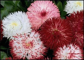 30+ Double Bellis English Daisy Flower Seed Mix Self-Seeding Annual Acts... - $9.84