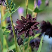 25 Black Barlow Columbine Aquilegia Flower Seeds Fresh USA Fast Shipping - £15.64 GBP