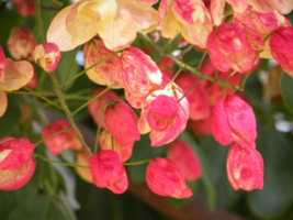 Red Shower Tree {Cassia marginata} 5 seeds  - $7.00