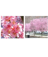 3" Pot Cherrys Okames Flowering Beautiful Pink Flowers Outdoors Live Thrive Tree