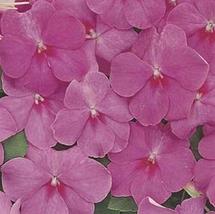 50 Seeds Impatiens Accent Series Rose Annual Seeds - £16.48 GBP