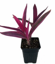 4&quot;Pot Setcreasea Live Plant Variegated Purple Heart Indoors or Outdoor Easy Yard - £39.90 GBP