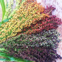 100 Multicolor Broom Corn Seeds Non Gmo Heirloom Fresh Garden - £8.64 GBP