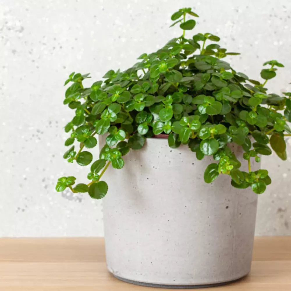 Pilea Baby Tears Plant Plug (Pilea depressa) – Delicate Trailing Houseplant - $26.37 CAD