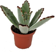 Kalanchoe Tomentosa Pussy Ears Panda Plant Easy Succulent 2.5in Pot Chocolate So - $25.46